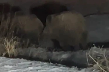 Yüksekova’da domuz sürüsü görüntülendi