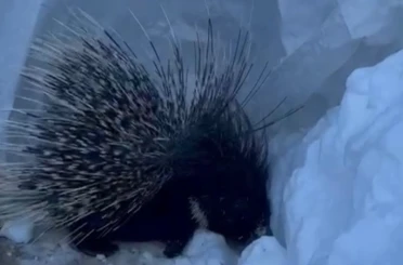 Yüksekova’da Hint oklu kirpi görüntülendi 