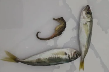 Yüksekova’da ilginç olay: Balıkların arasından denizatı çıktı 