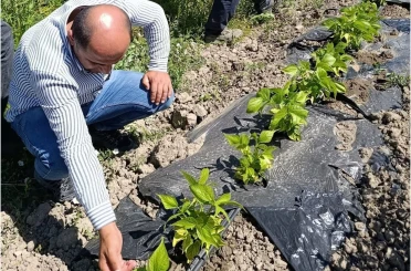 Yüksekova’da sera ve bahçelerde denetim 