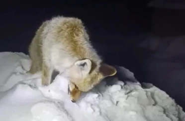 Yüksekova’da Sibirya soğukları: Tilki ayakta dondu 