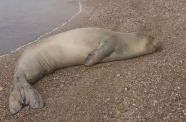 Yunanistan’dan kaçıp Antalya’da sahilde hareketsiz bulunan Akdeniz Foku denize salındı 