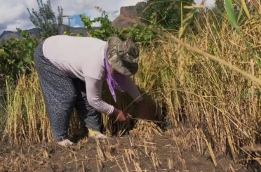 Yusufeli’nde pirinç hasadı başladı: Dağların arasında bereketli topraklar 