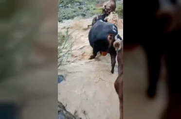 Yusufeli’nde taşan dereden geçen büyükbaş hayvanlar kamerada 