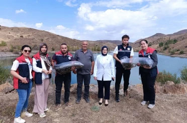 Yüzbinlerce balık suyla buluştu 