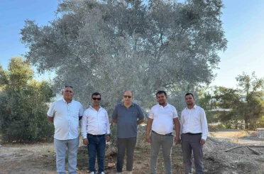 Zeytin ağacı bilimsel yöntemlerle taşındı 