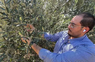 Zeytin hasadı bu yıl 20 gün erken başlayabilir
