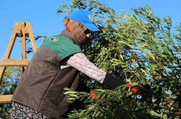Zeytin hasadı dua ve hayır yemekleriyle başladı 