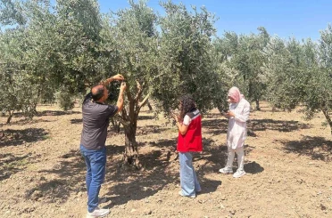 Zeytin sineğine karşı Manisa’da bahçeler tek tek kontrol ediliyor 