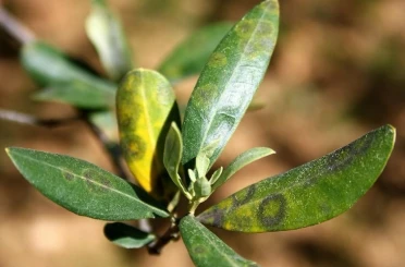Zeytinde halkalı leke hastalığı ile mücadele çağrısı 