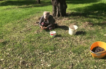 Zeytinin en doğal hali: Karaburun Furma Zeytini hasadı başladı 