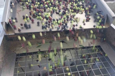 Zeytinin zahmetli yağ yolculuğu başladı 