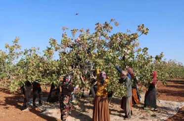 Zirai don, kuraklık ve yok yılı Antep fıstığı rekoltesini düşürdü 