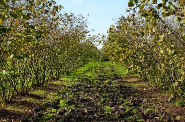 Zirai don, Samsun’u fındık üretiminde zirveye taşıdı 