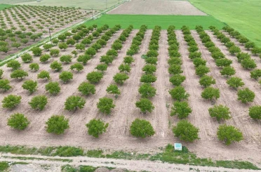 Zirai don ve iklim şartları kayısıda verim beklentisini düşürdü 