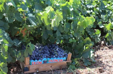 Zirai dondan etkilenen çiftçilere destek 