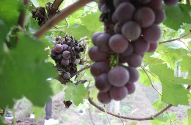Zirai dondan etkilenerek verimi yüzde 80 düşen üzüm, çiftçinin hayal kırıklığı oldu 