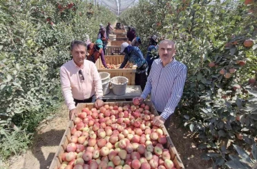Zirai donun vurduğu Karaman’da elma hasadı buruk başladı
