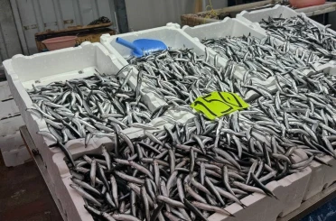 Zonguldak’ta hava şartları hamsi fiyatını yükseltti 