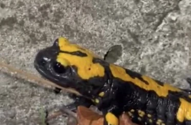 Zorkun Yayla’sının renkli misafiri Türk semenderi 