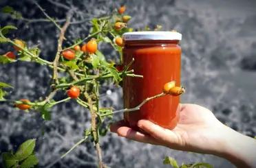 Zorlu arazilerden toplanan kuşburnu marmelat olarak kavanozlara giriyor

