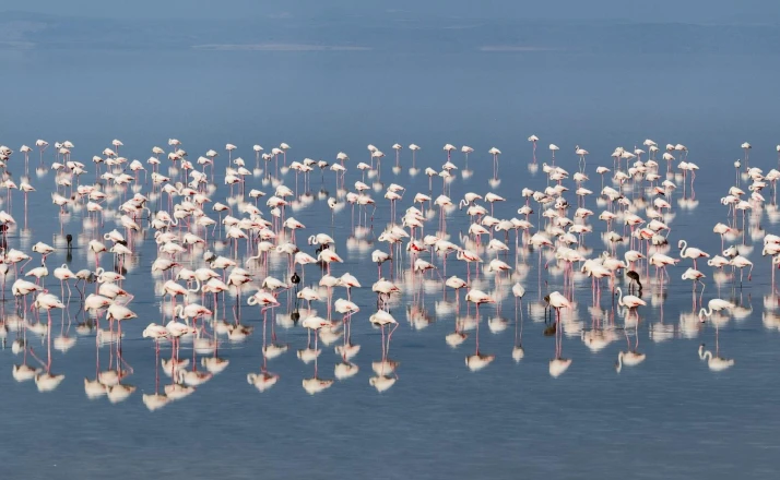12 bin 800 yavru flamingo Tuz Gölü’nde yaşam buldu
