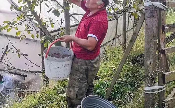 Ağasar’da fındığa alternatif olarak ceviz üretiliyor
