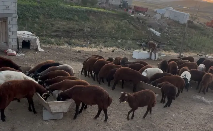 Ağrı’da besicilerde sonbahar hareketliliği
