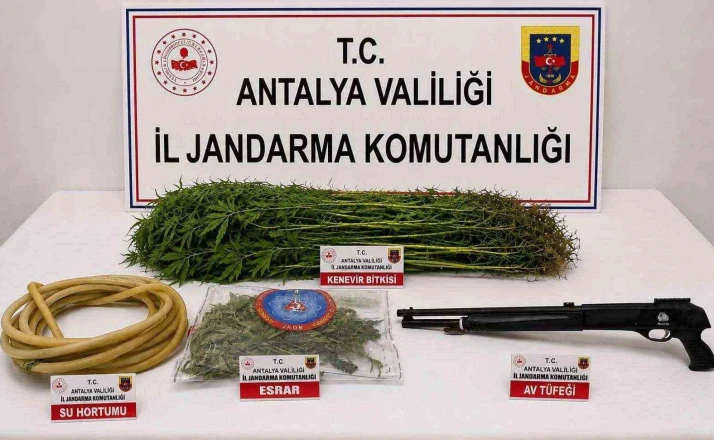 Alanya’da 120 kök kenevir ele geçirildi