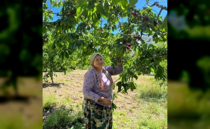 Andırın’da Çığşar kirazında hasat başladı 