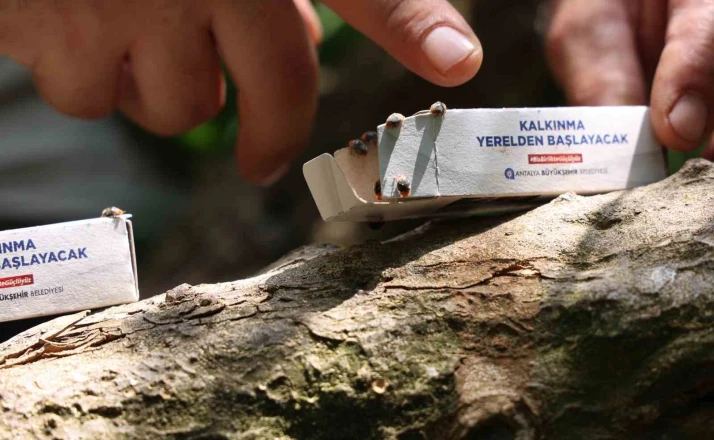 Antalya Büyükşehir’den 800 dekarlık arazi için çiftçilere faydalı böcek dağıtımı 