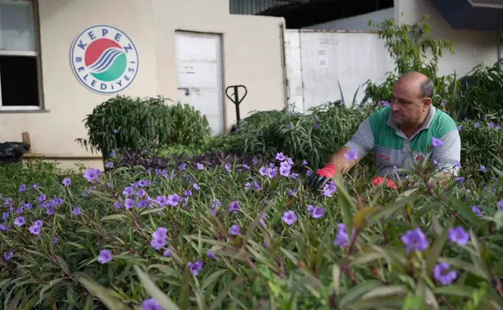 Antalya’nın dört bir yanı Kepez’de yetiştirilen çiçeklerle renkleniyor
