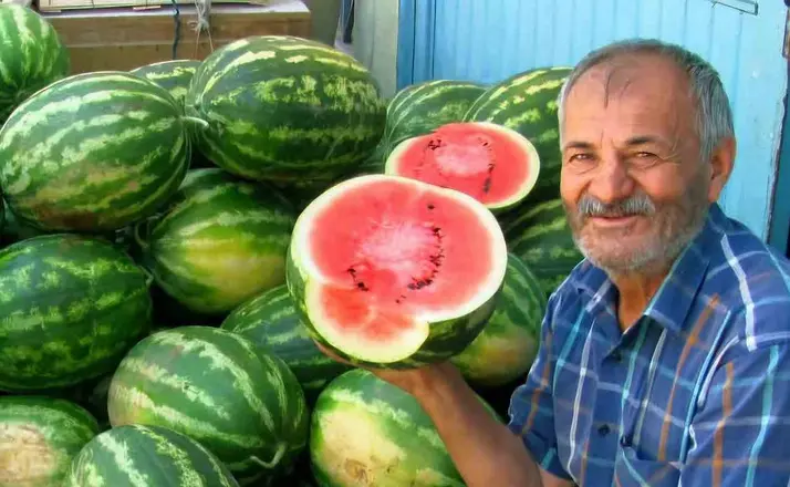 Araban Ovası’nda ikinci ürün güz karpuzu hasadı devam ediyor
