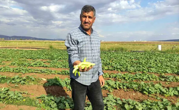 Araban Ovası’nda turşuluk acura yoğun talep
