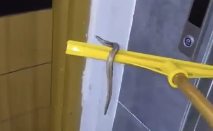 Arnavutköy’de su basan apartmanın bodrum katında yılan paniği
