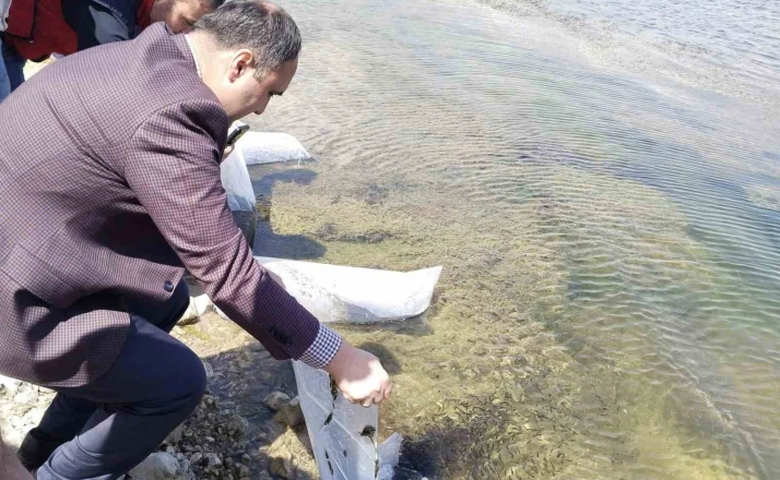 Aslanapa Kureyşler Göleti’ne 140 bin sazan yavrusu bırakıldı 