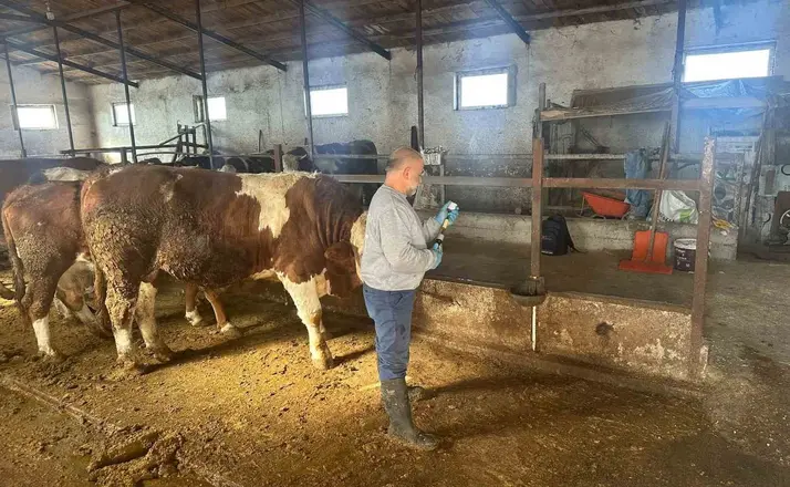 Aydıntepe’de şap aşılama çalışmaları 13 köyde tamamlandı
