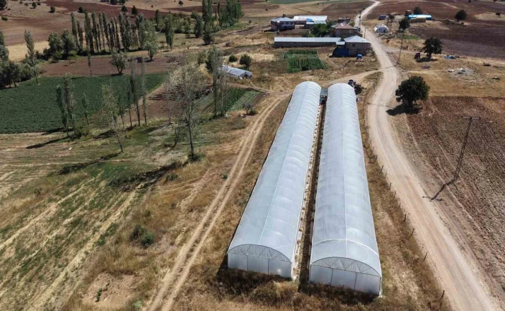 Baba-kız bin 500 rakımda sera kurup domates yetiştirmeye başladılar 