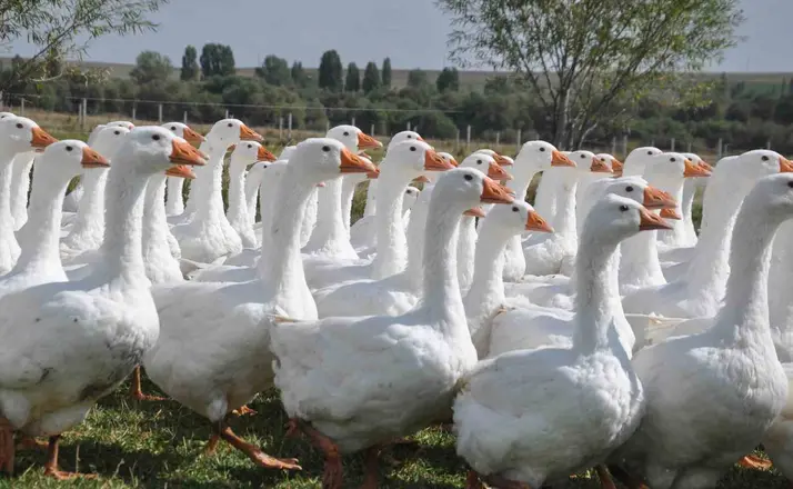 Başkanlığı bıraktı, kaz yetiştirmeye başladı
