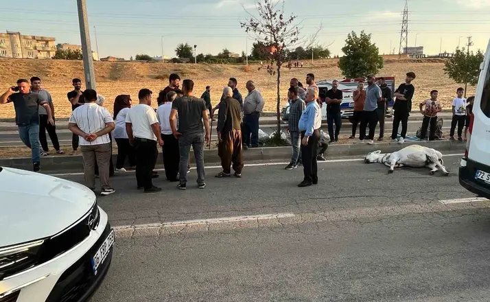Batman’da hafif ticari araç eşeğe çarptı

