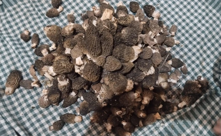 Beyşehir'de kuzugöbeği tutkunları sahaya çıktı