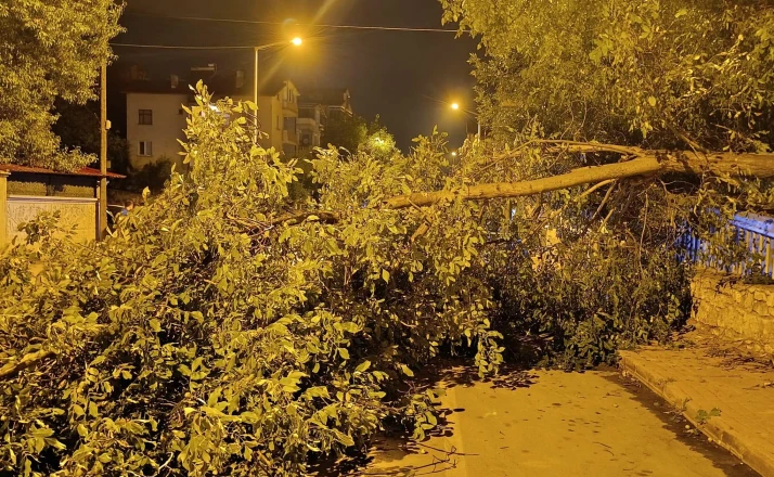 Beyşehir'de yola ağaç devrildi