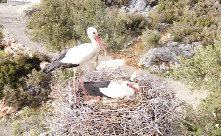 Beyşehir'de yuvalar şenlendi, leylekler vadisi canlandı