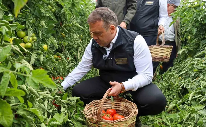 Bilecik’te sofralık ve salçalık domates mesaisi

