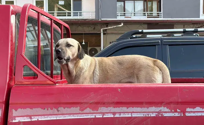 Bir kamyonetin kasasında başlayan yolculuk, sıra dışı bir dostluğa dönüştü
