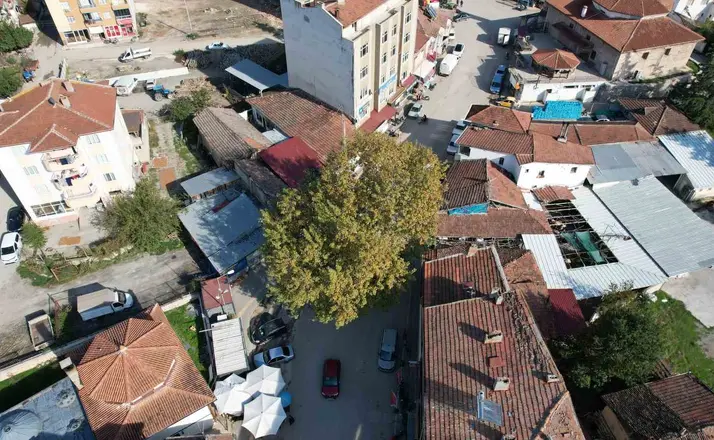 Bir zamanlar darağacı olarak kullanıldığı rivayet edilen çınar, ilçenin simgesi oldu
