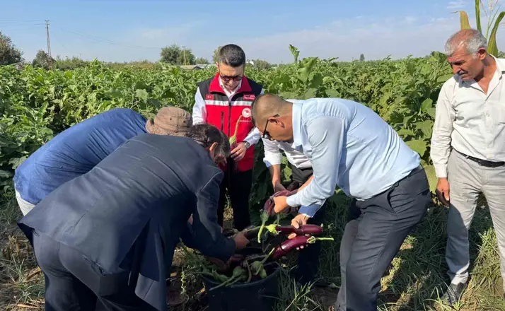Birecik’te Kelaynak, Patlıcan ve Fıstık Festivali hasatla başladı
