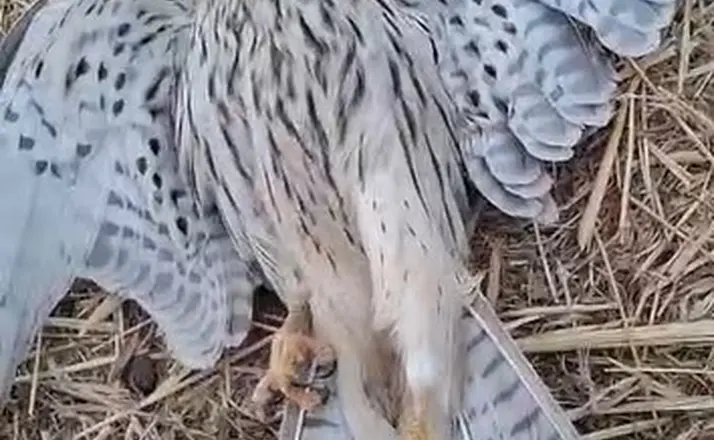 Bitkin düşen yavru kerkeneze su içirmeye çalıştı

