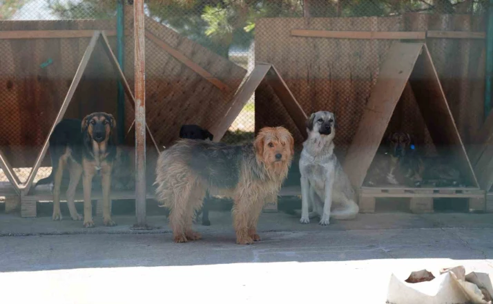 Bolu’da 8 ayda 621 kedi ve köpek sahiplendirildi 