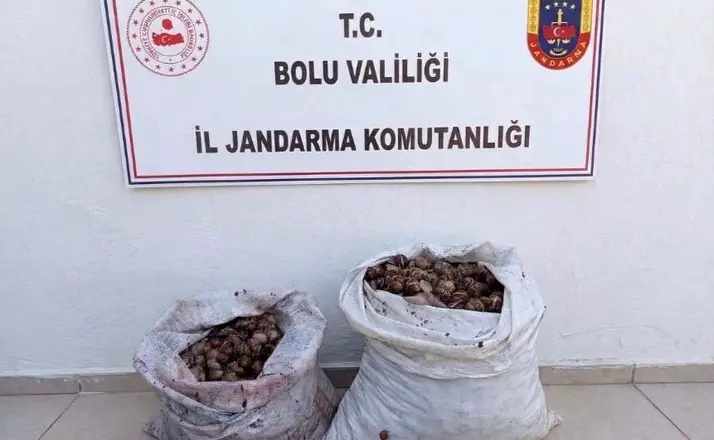 Bolu’da kaçak salyangoz operasyonu: 2 şahıs jandarmaya yakalandı
